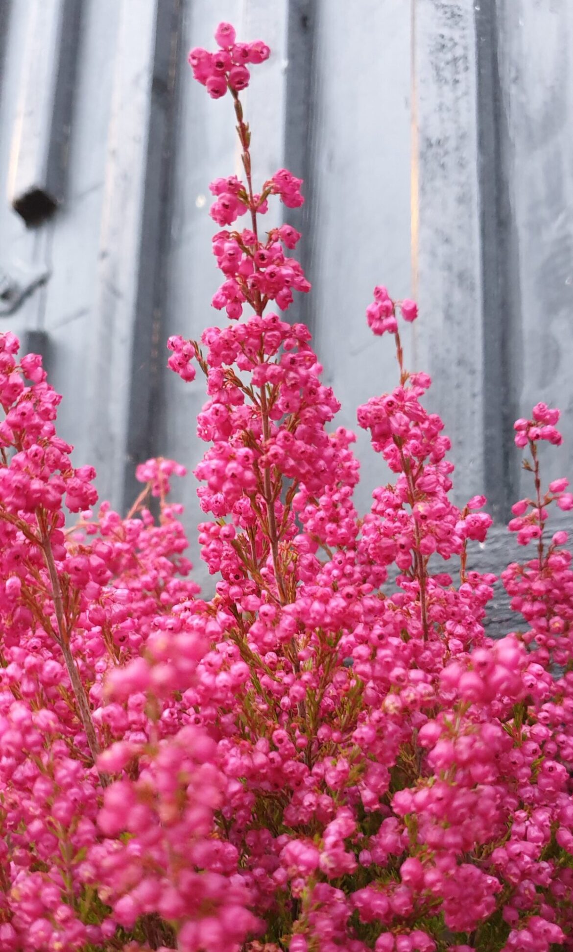 jessie-jess-O_MvDi8r–s-unsplash