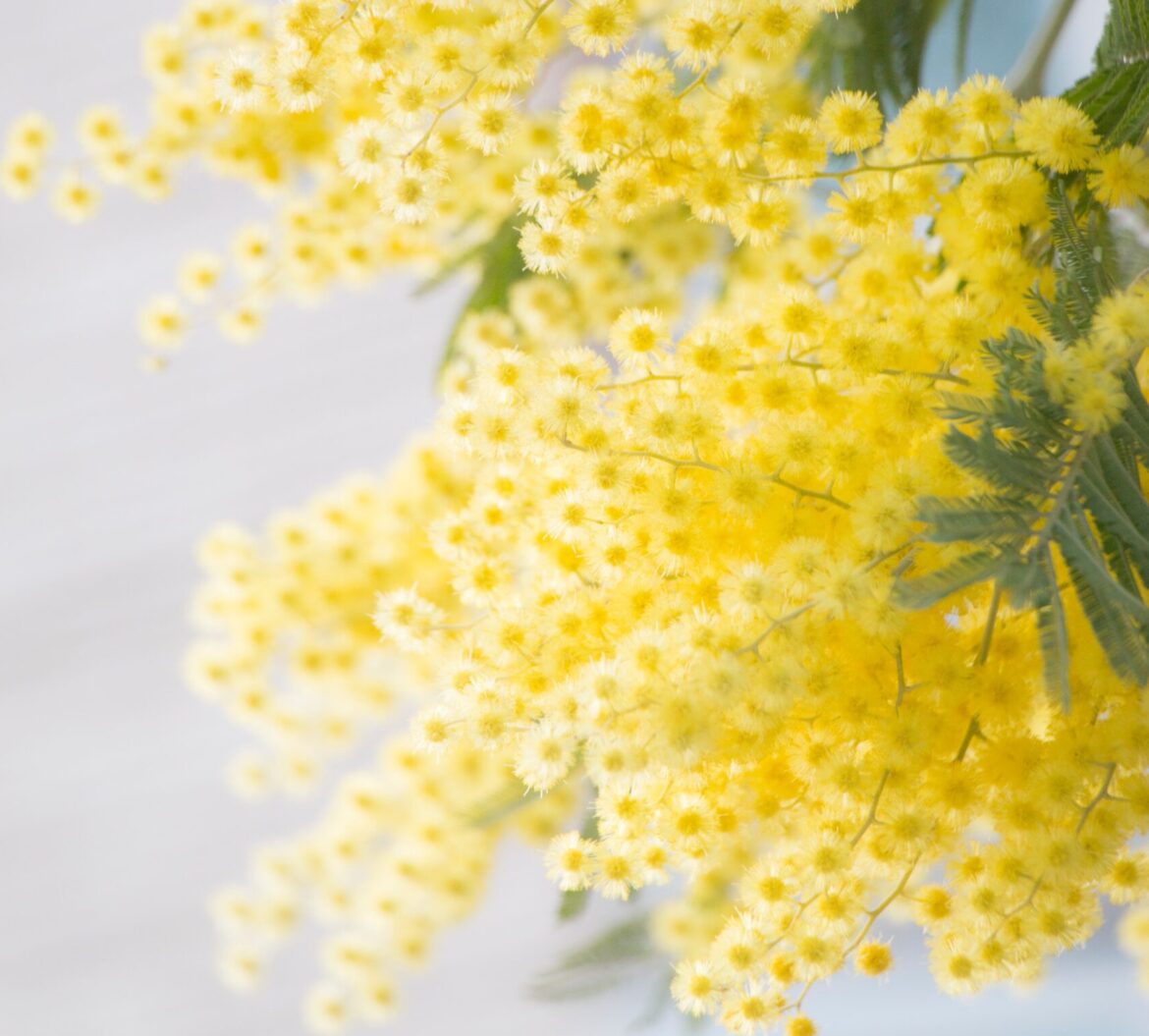 tomoko-uji-MUPCSMPgh6k-unsplash https://unsplash.com/@ujitomo